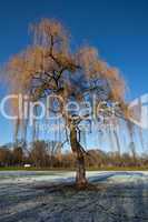 Baum im Winter