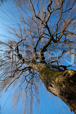 Baum im Winter