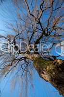 Baum im Winter