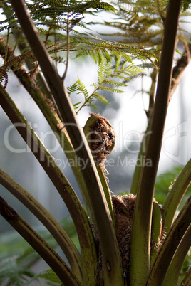 Tree Fern