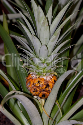 Pineapple Ananas comosus