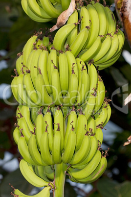 Bananenstaude