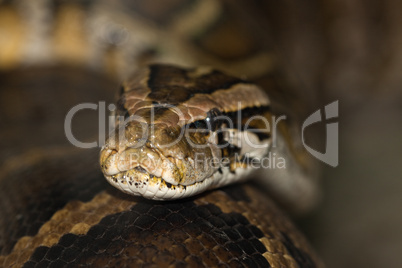 Rautenpython Morelia spilota