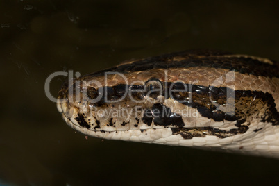 Rautenpython Morelia spilota