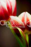 Rote und Weiße Tulpen