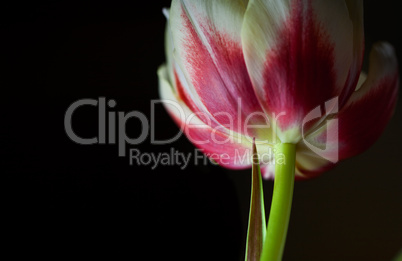 Tulpe