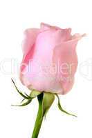 pink rose