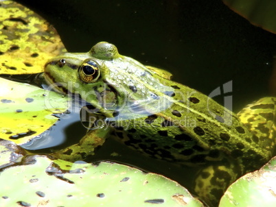 Grüner Frosch