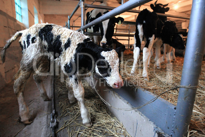 calf on the farm