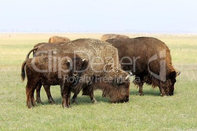buffalos