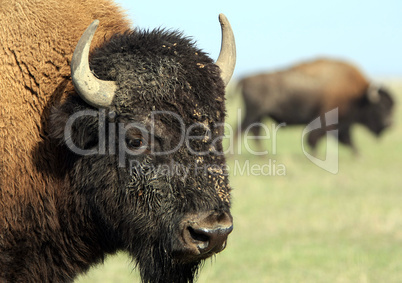 Close-up buffalo 1