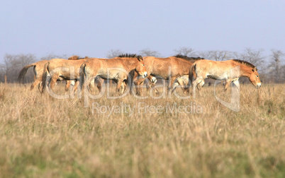 wild horse-tarpan