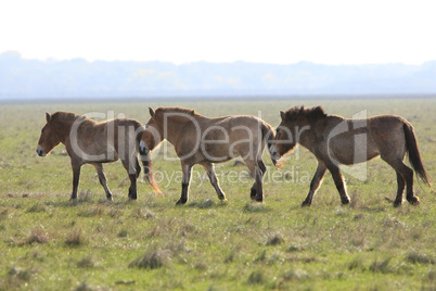 wild horse-tarpan