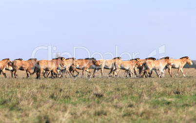 wild horse-tarpan