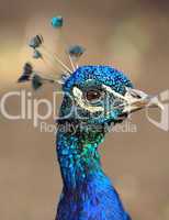 Close-up peacock