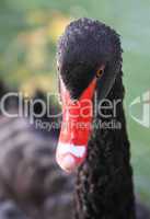 close-up of black swan