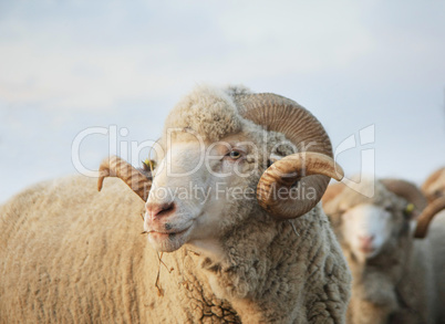 Close-up sheep