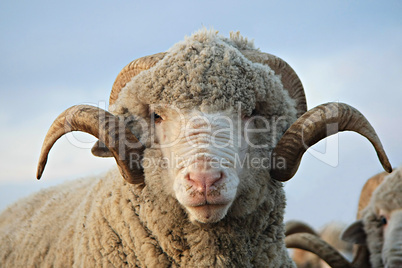 Cloe-up sheep