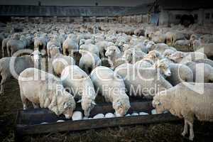 herd of sheeps