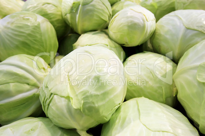 cabbage 1