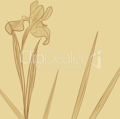 Floral background with Iris flower