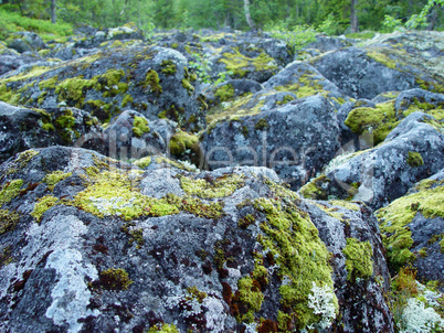 boulders covered in moss