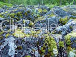 boulders covered in moss