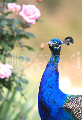 peacock