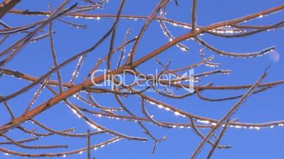 HD Lonely frozen twigs on blue sky background
