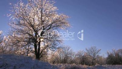 HD Bare winter trees with frozen twigs at sunset, panorama