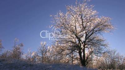 HD Bare winter tree at sunset