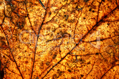 autumn leave. Close up