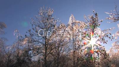 HD Sunbeams behind winter trees