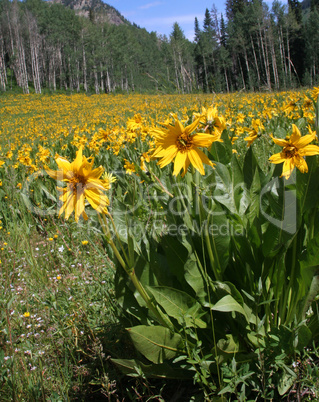 Mule Ear Sunflowers