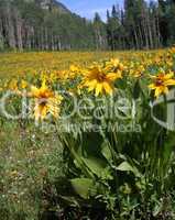 Mule Ear Sunflowers