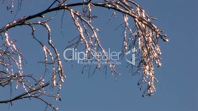 HD Lonely frozen cristal twig on blue sky background, closeup