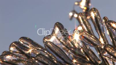 HD Pine tree covered with frozen sunbeams, closeup