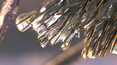HD Spruce twig with frozen needles, closeup