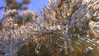 HD Spruce branch covered with frost, closeup
