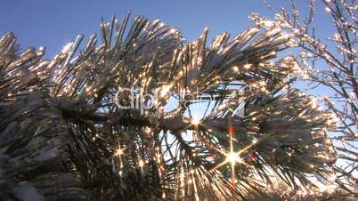HD Winter sun shines through frozen spruce branch, closeup