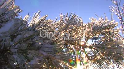 HD Sparkling spruce tree on contrast of bare tree