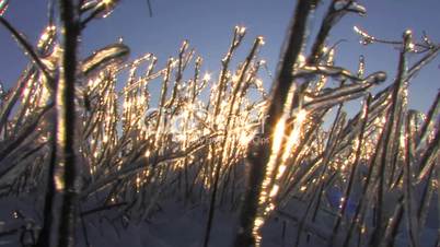 HD Frozen plant in winter morning sunlight