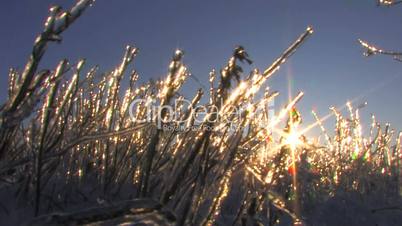 HD Sunbeams on frozen plant in winter morning