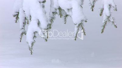 HD Spruce branch covered by snow