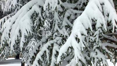 HD Spruce trees covered by snow
