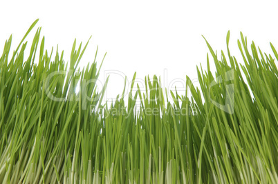 Enormous green grass