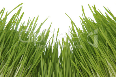 Enormous green grass