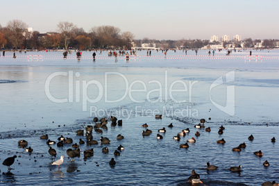 Außenalster in Hamburg. Im Vordergrund offene Wasserflächen mit Enten und Blässrallen, im Hintergrund Menschen auf dem Eis.
