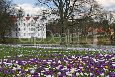 Krokuswiese mit dem Ahrensburger Schloss im Hintergrund