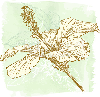 Hibiscus flower - vector watercolor paint